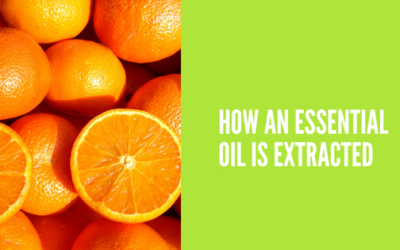 How an Essential Oil is Extracted