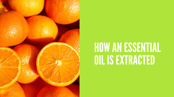 How an Essential Oil is Extracted